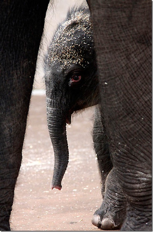Australia Baby Elephant.jpg