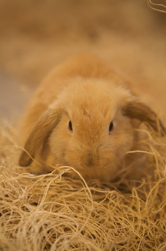 Can you guess why this one is called a Lop Ear? These bunnies are recognized by their large, floppy ears, some being a foot long! Can you guess why this one is called a Lop Ear? These bunnies are recognized by their large, floppy ears, some being a foot long!