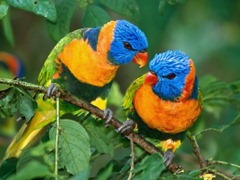 two-lovely-parrot_97581-480x360