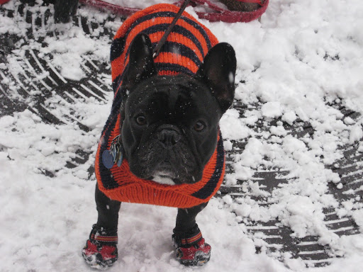 Jaclyn P.'s French Bulldog, Gaston, makes the best of Chicago winter with 