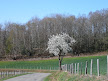 blackthorn in flower