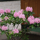 Naapurin alppiruusu