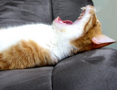 [cat-yawn-sleepy%255B3%255D.png]