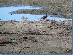 6204 Texas, South Padre Island - Birding and Nature Center guided bird walk - Killdeer