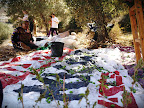 some olive harvest photos 001