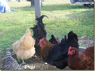 Chickens- acting strange 008 Chickens- acting strange 008