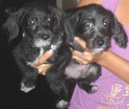 2 lindos hermanitos de 3 meses.jpg