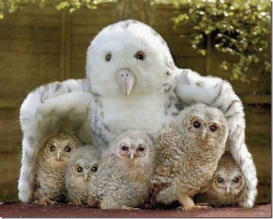 PUBLISHED by catsmob.com