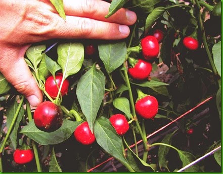 Pepper Koral Pepper Koral