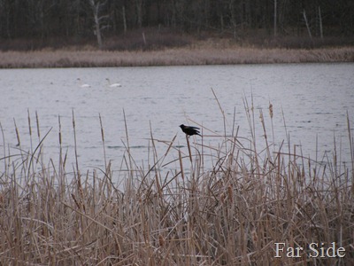 April 17  Swans and a Red Winged Blackbird