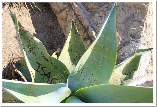 130402_StaBarbaraMission_Agave-guiengola2