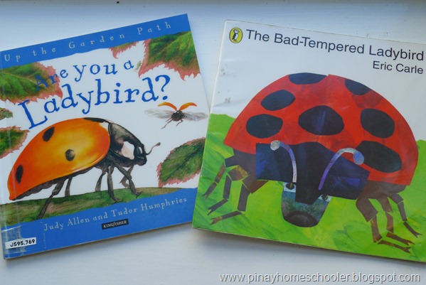 Life Cycle of a Ladybird