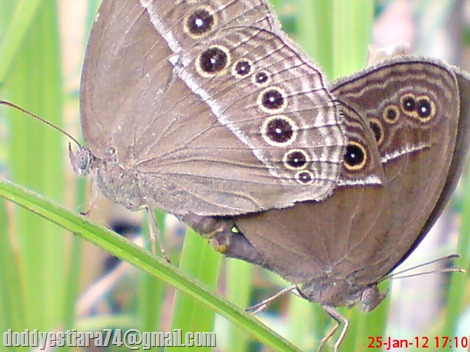 Kupu-kupu Common Bushbrown (Mycalesis perseus) Kawin 02