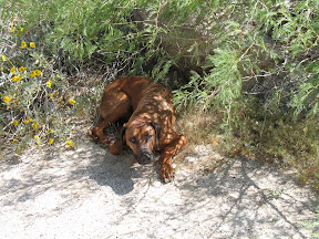 Diesel finds some refuge from the Desert sun.