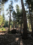 The trail is in second growth forest. Evidence of the intense logging that happened in this area is everywhere