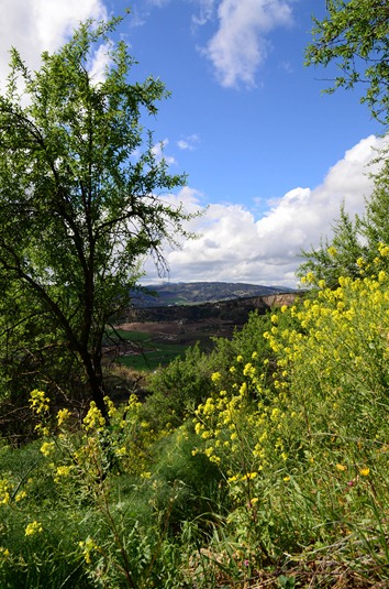 [Ronda3810.jpg]