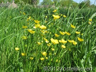 20120513 007