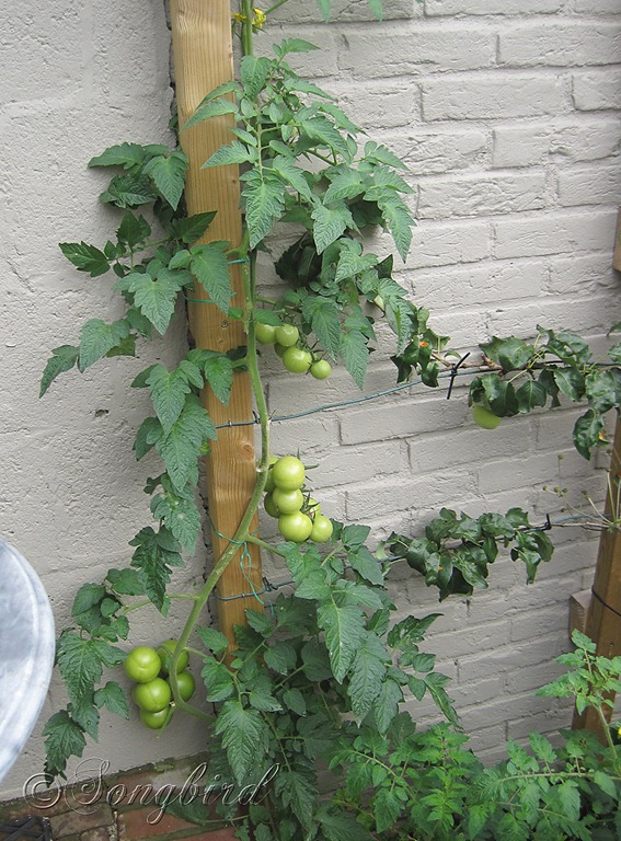 [Tomatoe-plants-in-flower-bed7.jpg]
