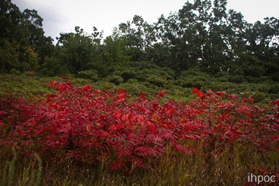 IMG_0487 IMG_0487
