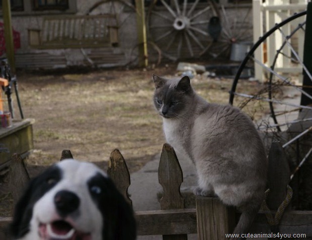 [50_Funniest_Animal_Photobombs_Of_All_Time_33%255B6%255D.jpg]