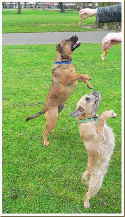 Charlie & Barney jumping 012 - 03 - Charlie & Barney jumping