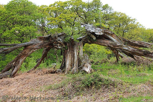 [2-broken-tree%255B2%255D.jpg]
