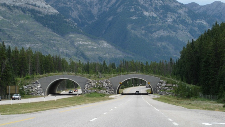 Ponen Puentes para animales silvestres. Wildlife-crossings-3%25255B3%25255D