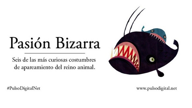 Apareamientos curiosos Apareamientos curiosos