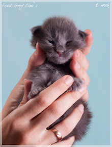 Фото котенка мейн-кун Frant возраст 2 недели | Питомник Grey Claw`s