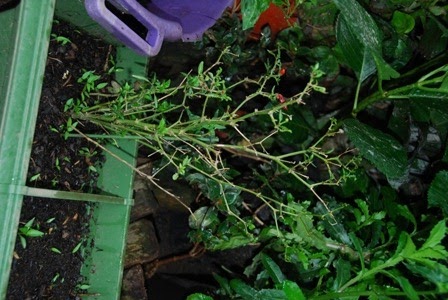 [DSC_0121%255B5%255D.jpg]