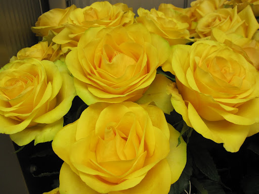 These roses are not named yet, so their temporary name is 