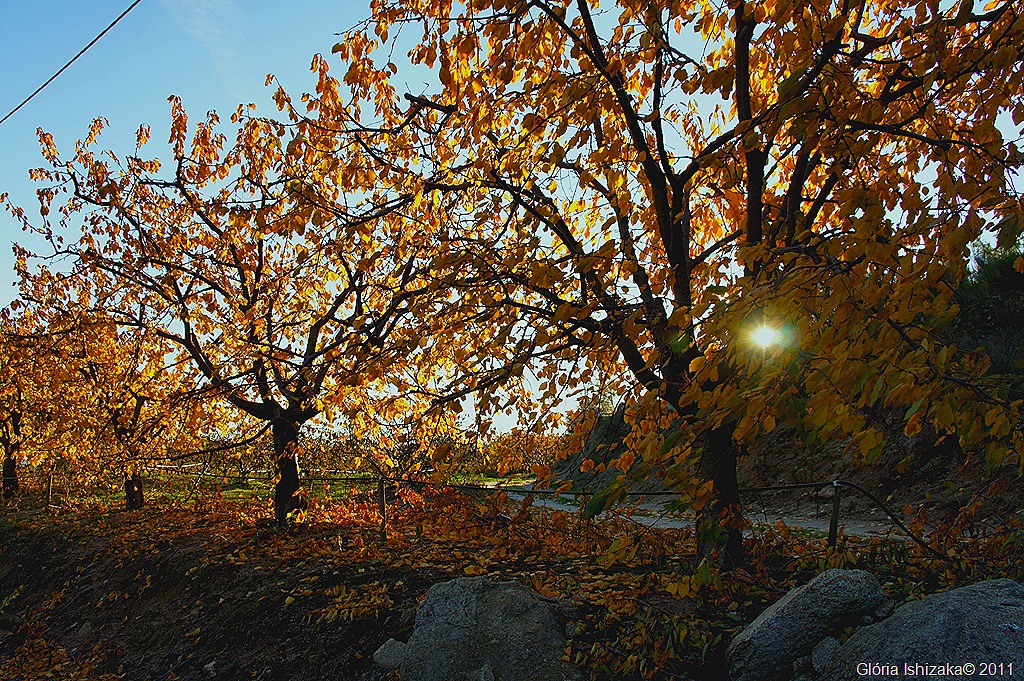 [12-%2520Gl%25C3%25B3ria%2520Ishizaka%2520-%2520cerejeira%2520-%2520alcongosta%255B14%255D.jpg]