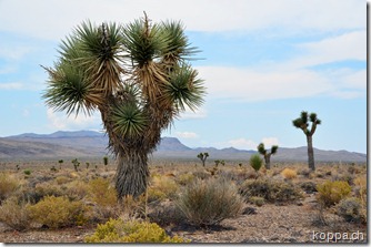 110910 Death Valley (38)