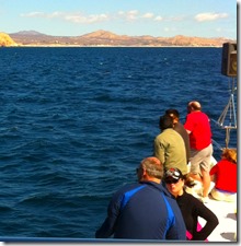 Whale Watching Cabo San Lucus