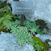 2011.08.18.-19. - Spodnje bohinjske gore