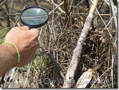 magnify light magnify light