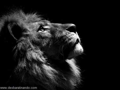 animais national geographic desbaratinando (28) animais national geographic desbaratinando (28)