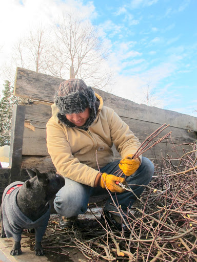 Gyurme, am I correct in assuming that you are snipping this fruitwood into the appropriate size for Martha's kindling?