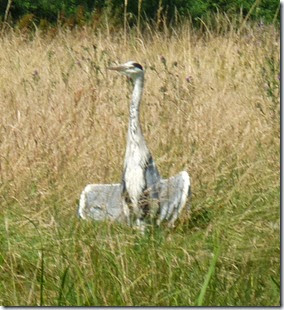 12 heron as cormorant