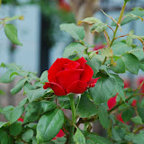 Qingdao - Rose