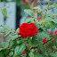 Qingdao - Rose