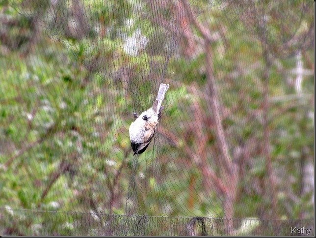 Black-capped Chickadee in mist net