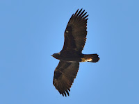 DSC_7905.jpg