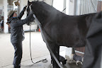 Betsy is busy vacuuming Meindert.  He certainly looks like he enjoys his grooming.
