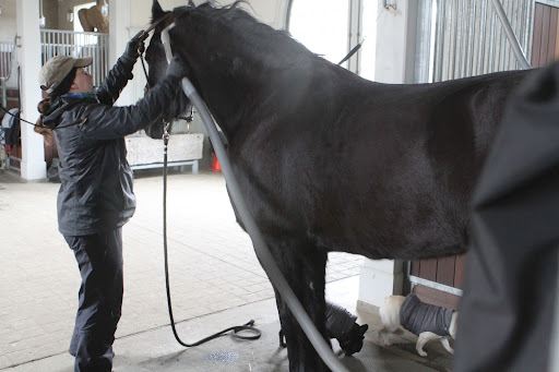Betsy is busy vacuuming Meindert.  He certainly looks like he enjoys his grooming.