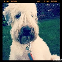 cute-dog-outside