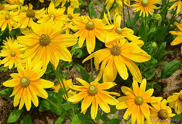 Glória Ishizaka - Flor amarela 23