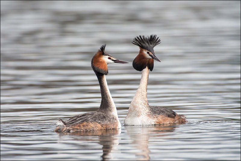 Great Crested Grebe