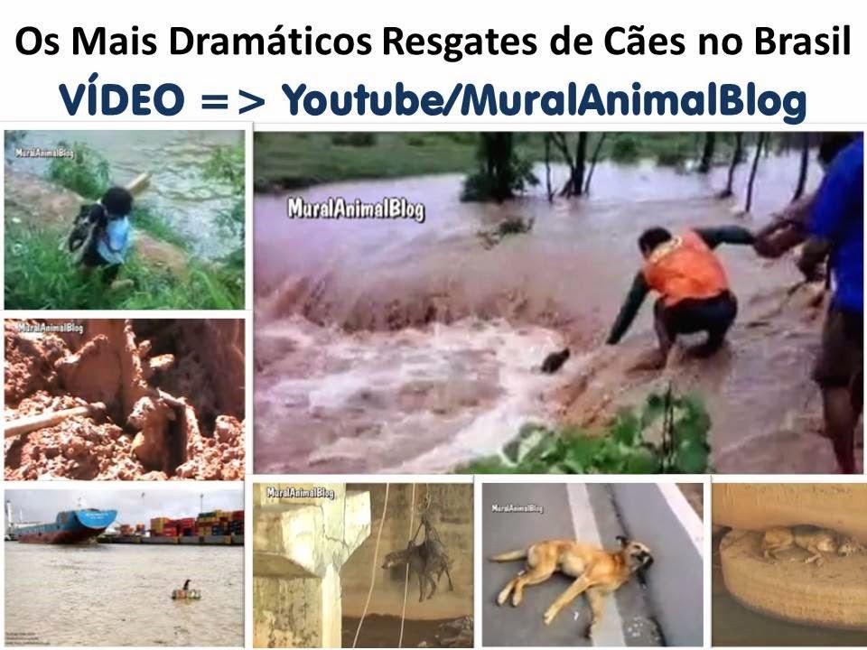 [Os%2520Mais%2520Dram%25C3%25A1ticos%2520Resgates%2520de%2520C%25C3%25A3es%2520no%2520Brasil%255B3%255D.jpg]