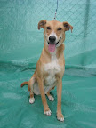 CANELA. Hembra 2 años. Juguetona, amorosa, saltarina, sociable